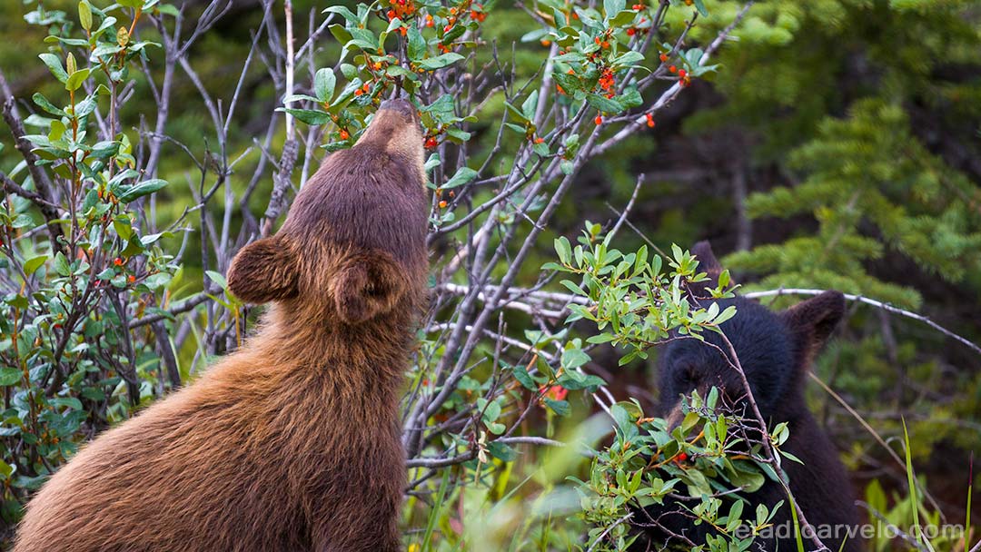 Bear cubs eating berries along the road at Jasper National Park.