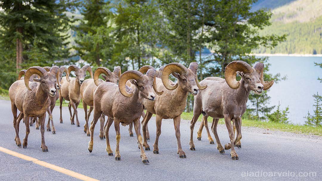 Herd of bighorn sheep running on Lake Minnewanka Scenic Drive.