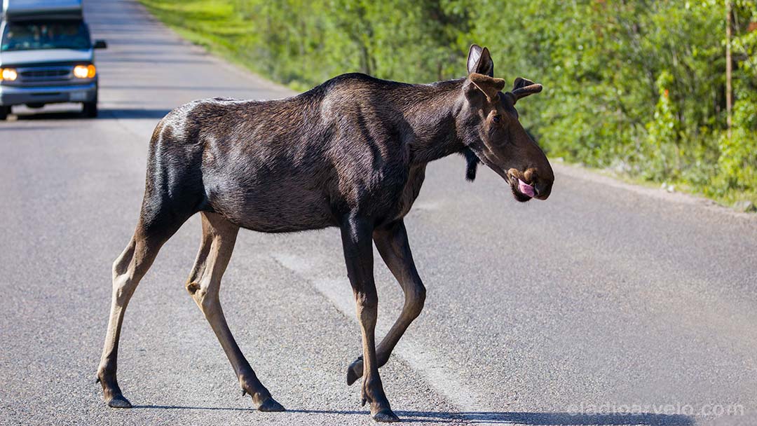 Moose crossing the street at Jasper National Park.